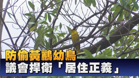 鳥忌|鳥害防治！如何防止鳥築巢？友善驅鳥、防鳥方法推薦。